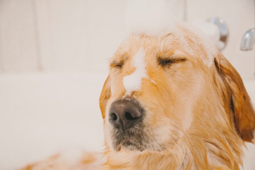 The Best Dog Shampoo For Labrador Retrievers?